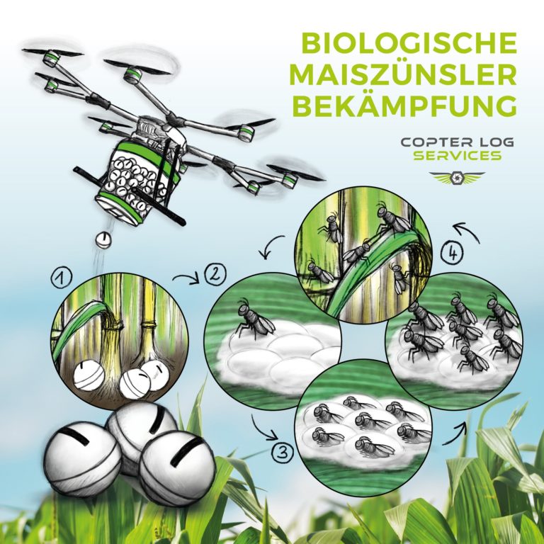 Trichogramma-Ausbringung 2019